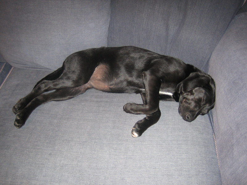 puppy4tq1.jpg