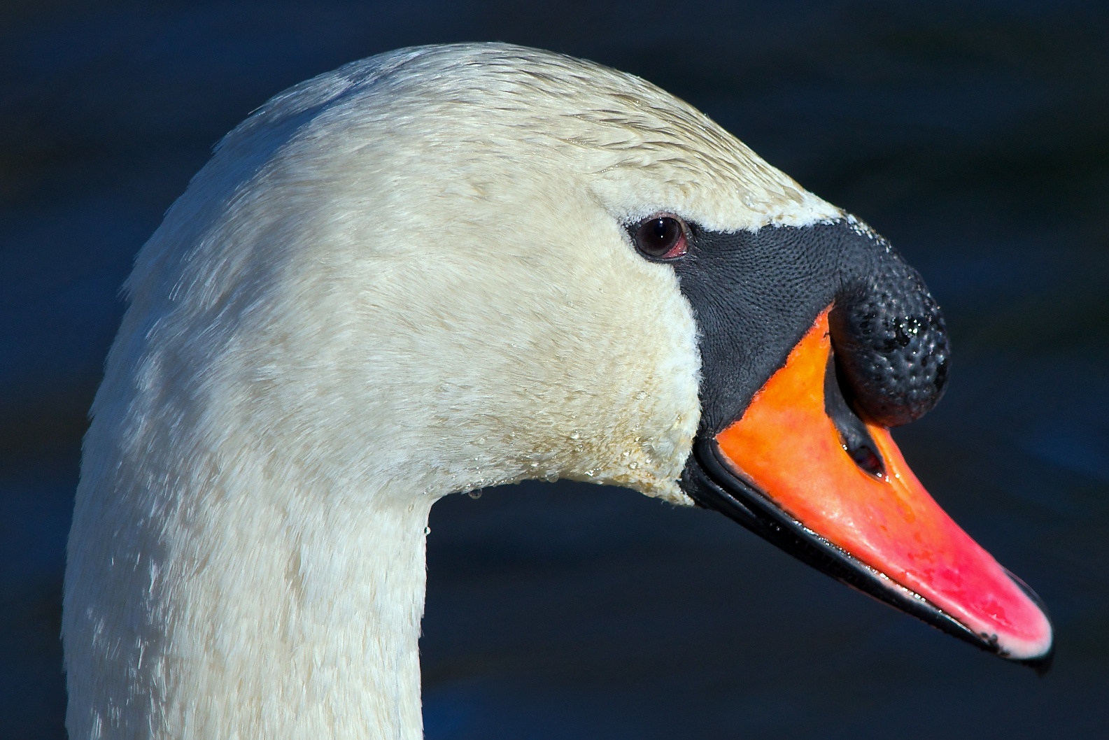speakupmuteswan.jpg
