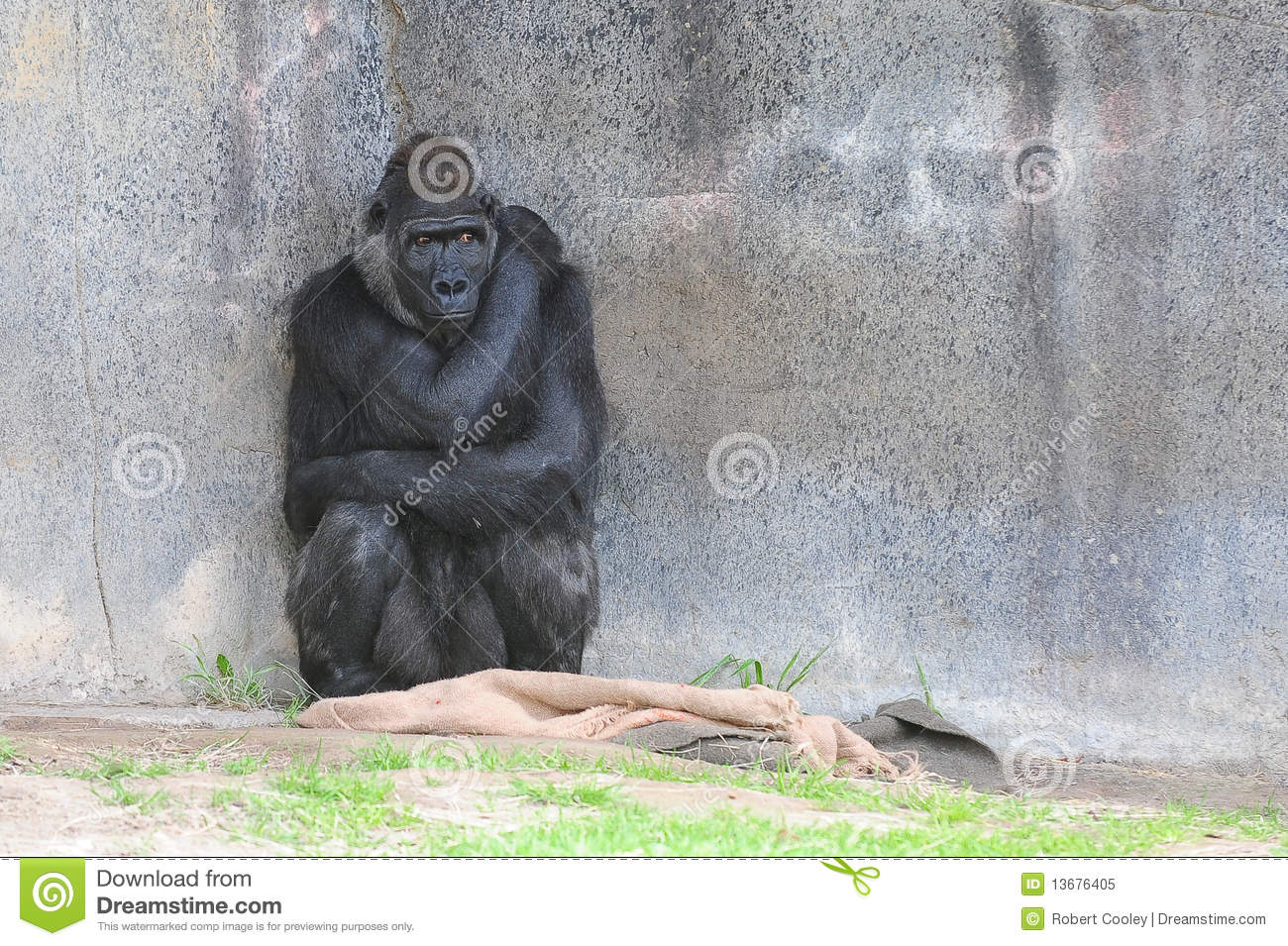 scared-gorilla-13676405.jpg