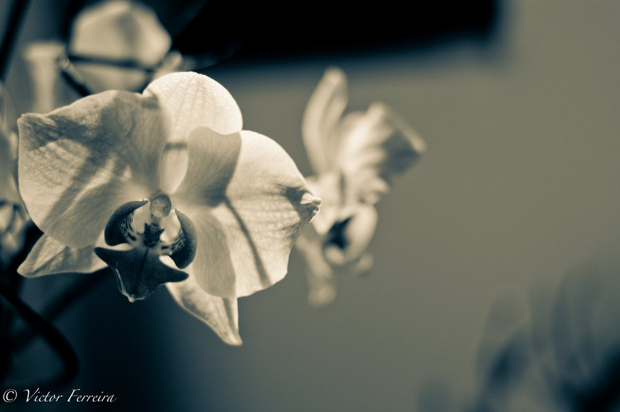 rare_beauty_by_hisdem-d3cw1fi.jpg