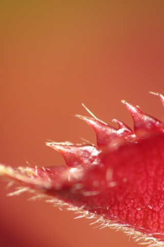 2629984605_cca85ae41f_o.jpg