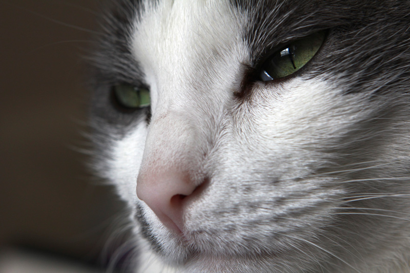 kiwi_closeup.jpg