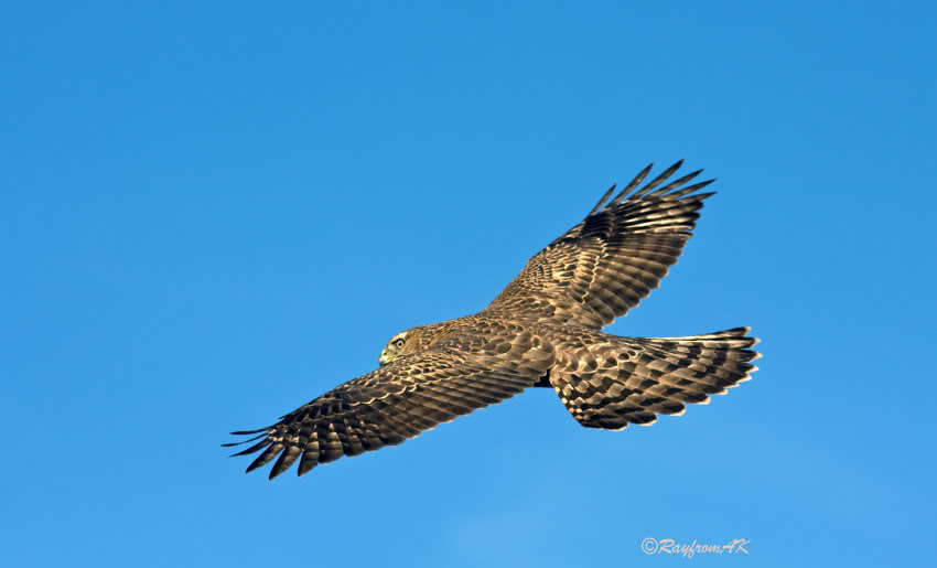 HawkC_7056b.jpg