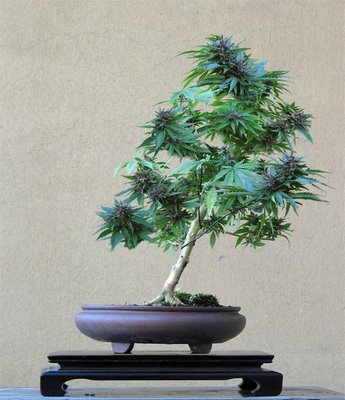 cannabis_sativa-bonsai1.jpeg