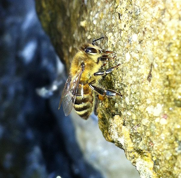 bees-4OCT12-1.jpg