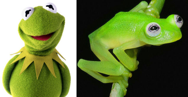 real-kermit-frog.jpg