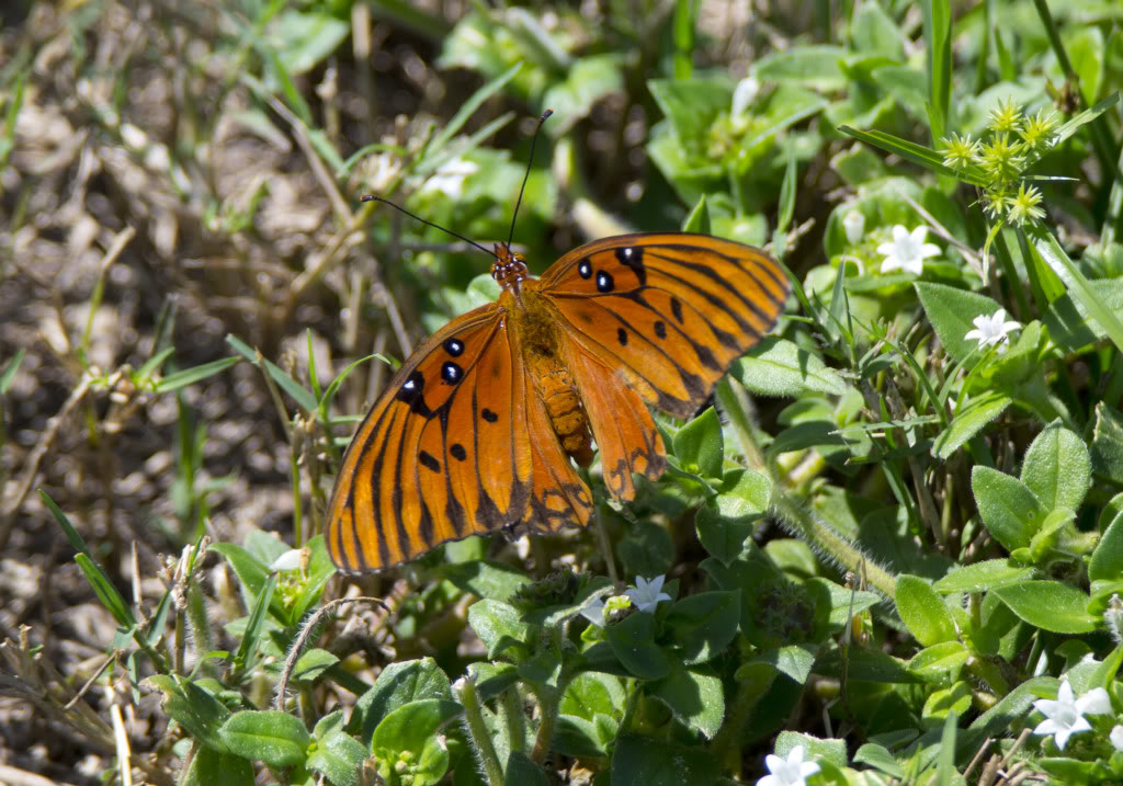 butterfly1.jpg