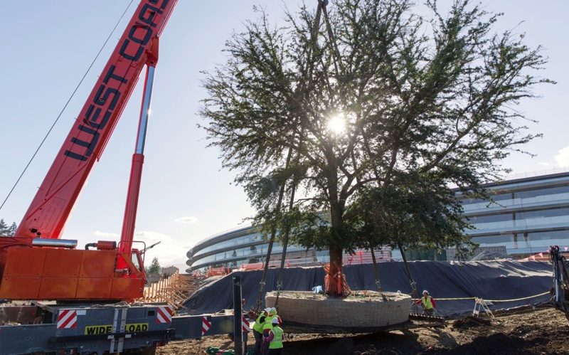 applecampustrees-800x499.jpg