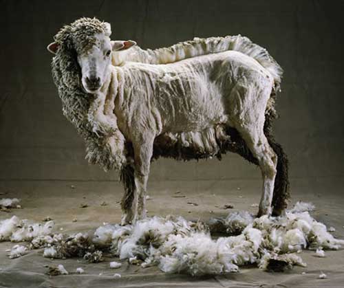 Sheep-Fleece.jpg