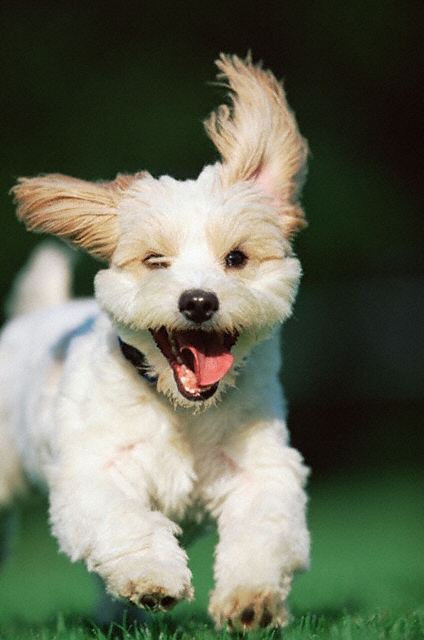 happy_puppy.jpg