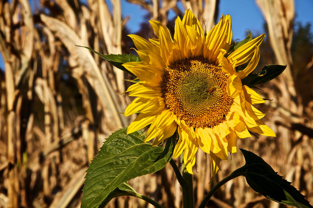Sunflower-and-Corn-XL.jpg