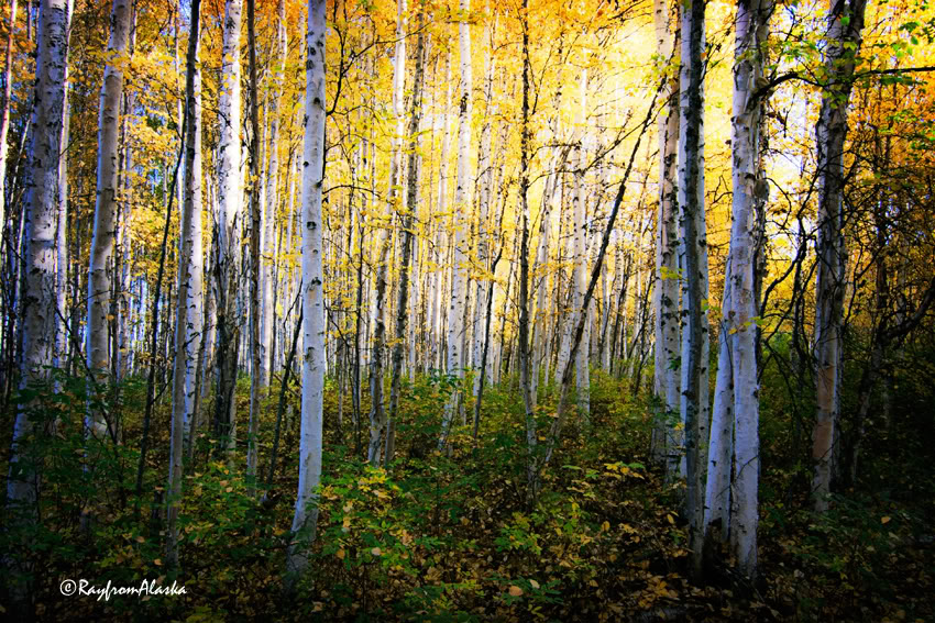 Chena-Trail_3980.jpg