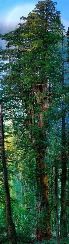 300-foot-tall-redwood.jpg