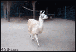 tumblr_lt2nuxoUrj1qeywf0.gif