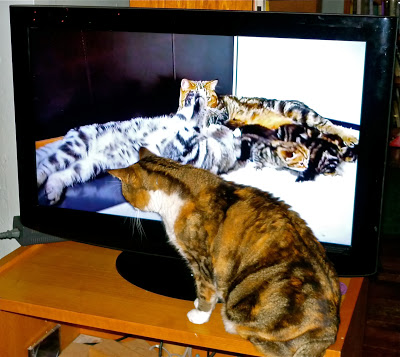 CatTV.jpg