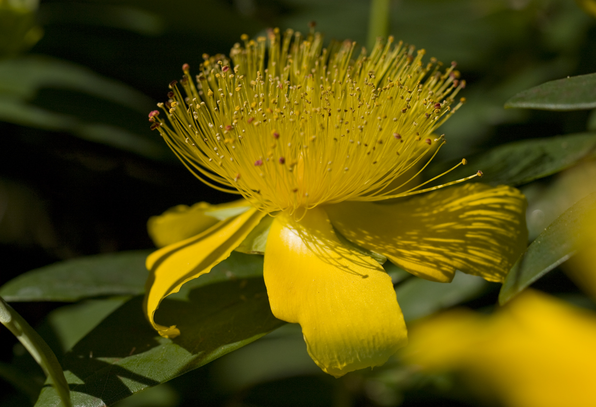 yellowflower1.jpg