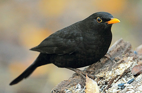 Blackbird-01.jpg