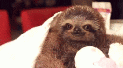 tumblr_mimonnbiNi1qasthro1_250.gif