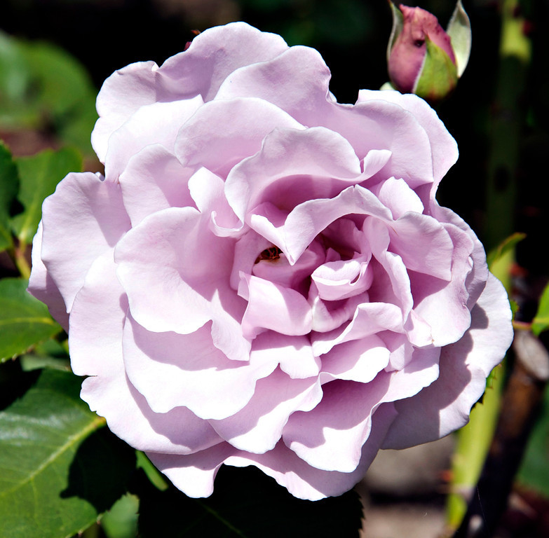 DSC0009-XL.jpg