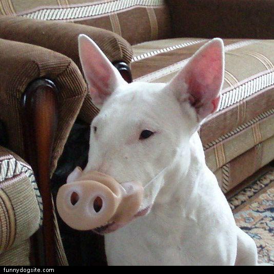 Dog_Pig.jpg