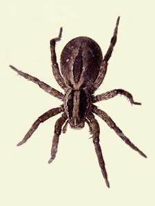 spider_wolf02.jpg