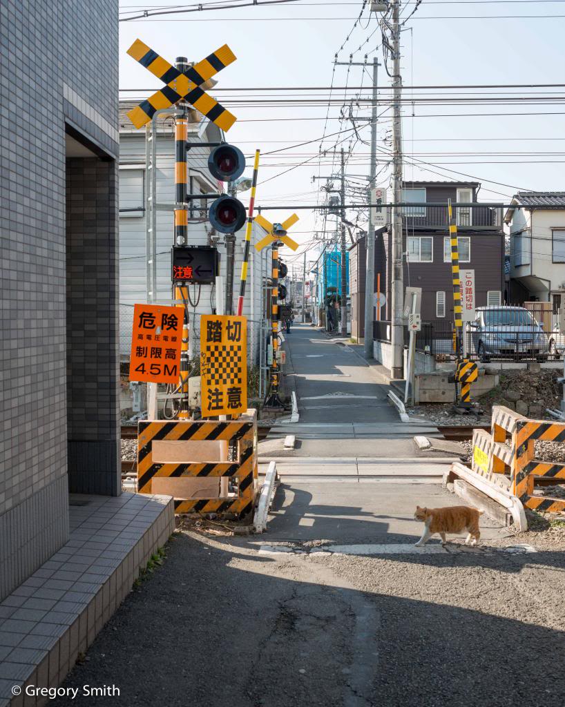catcrossing_zps7b54b60c.jpg