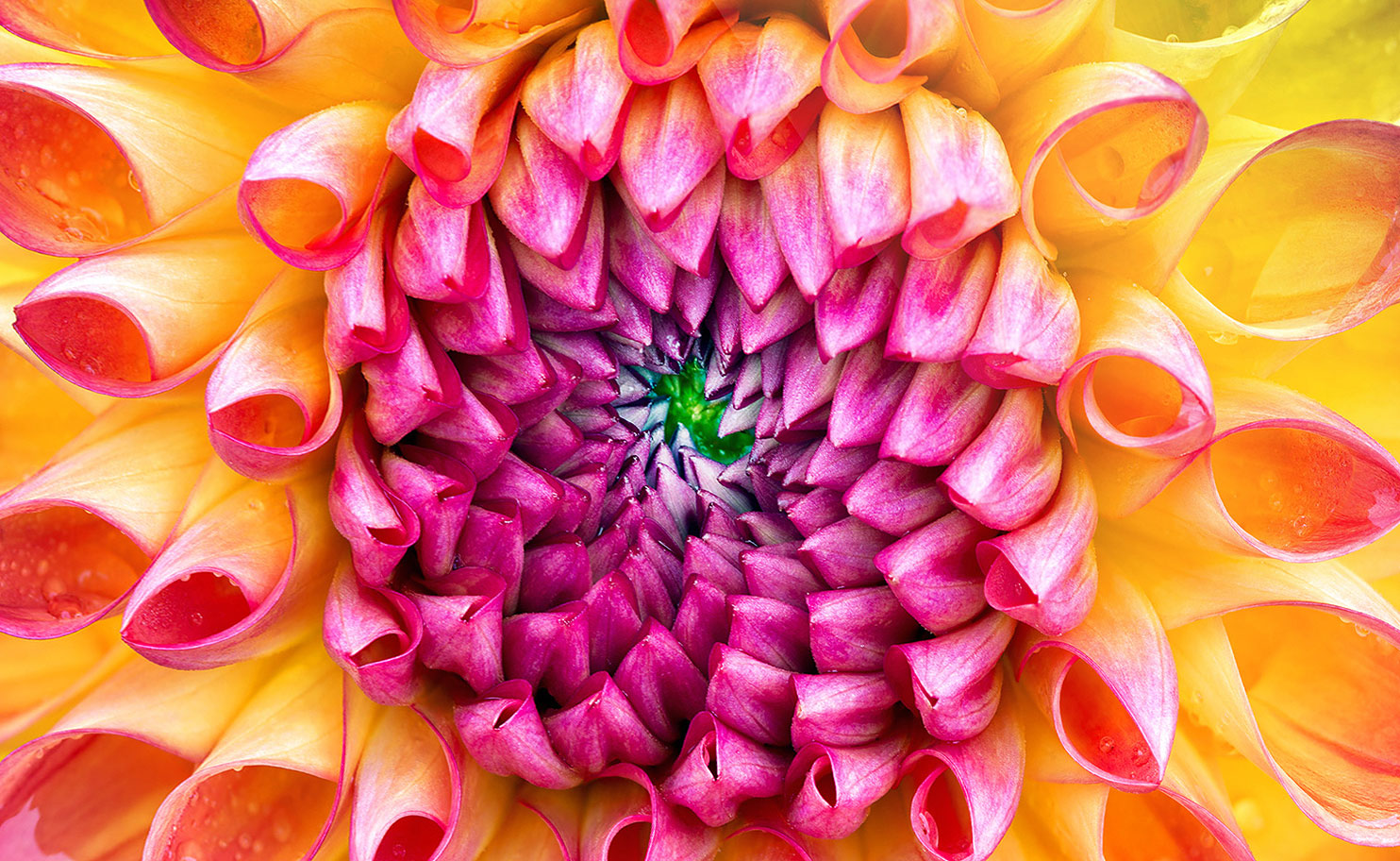 iMac-Flower.jpg