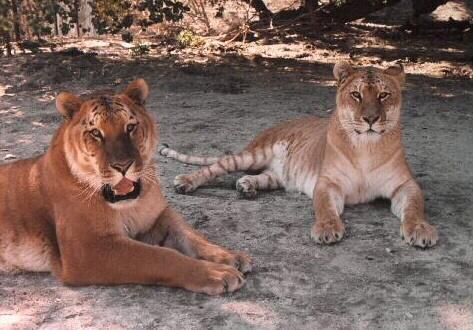 tigon.jpg