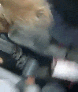 ymTem.gif