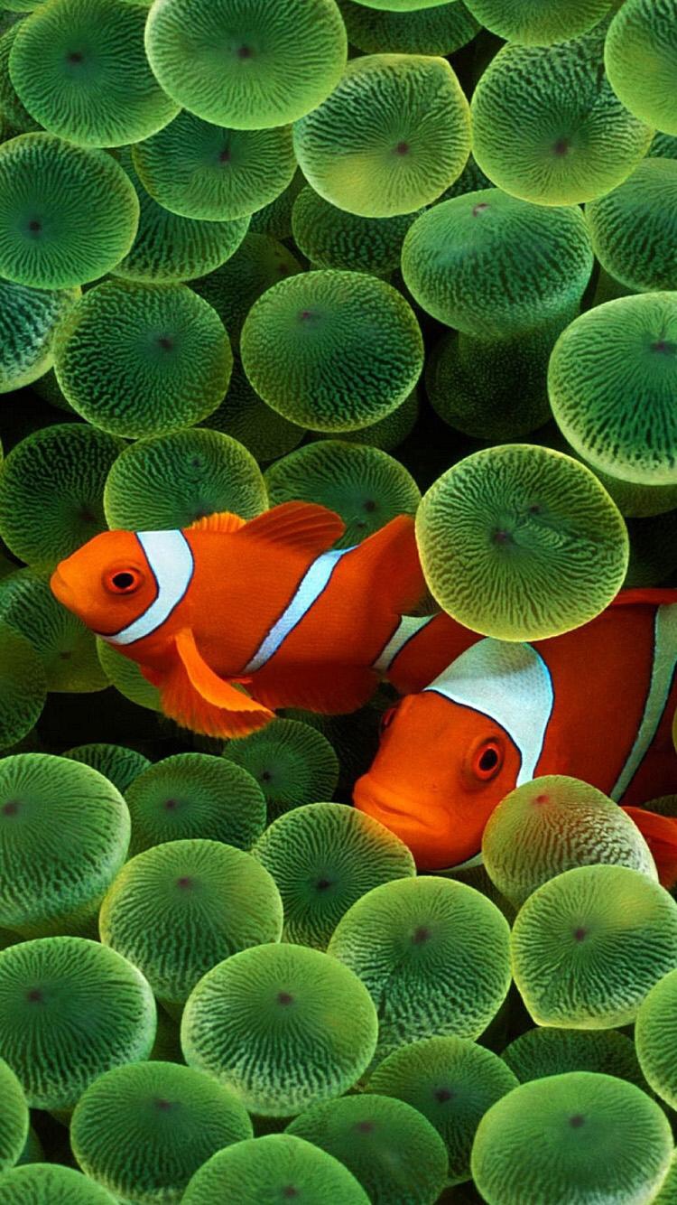 Iphone X Iphone X Clownfish Wallpaper Macrumors Forums