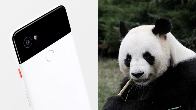 pandas.jpg