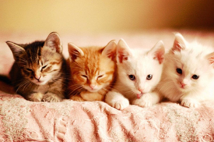 kittens-08.jpg