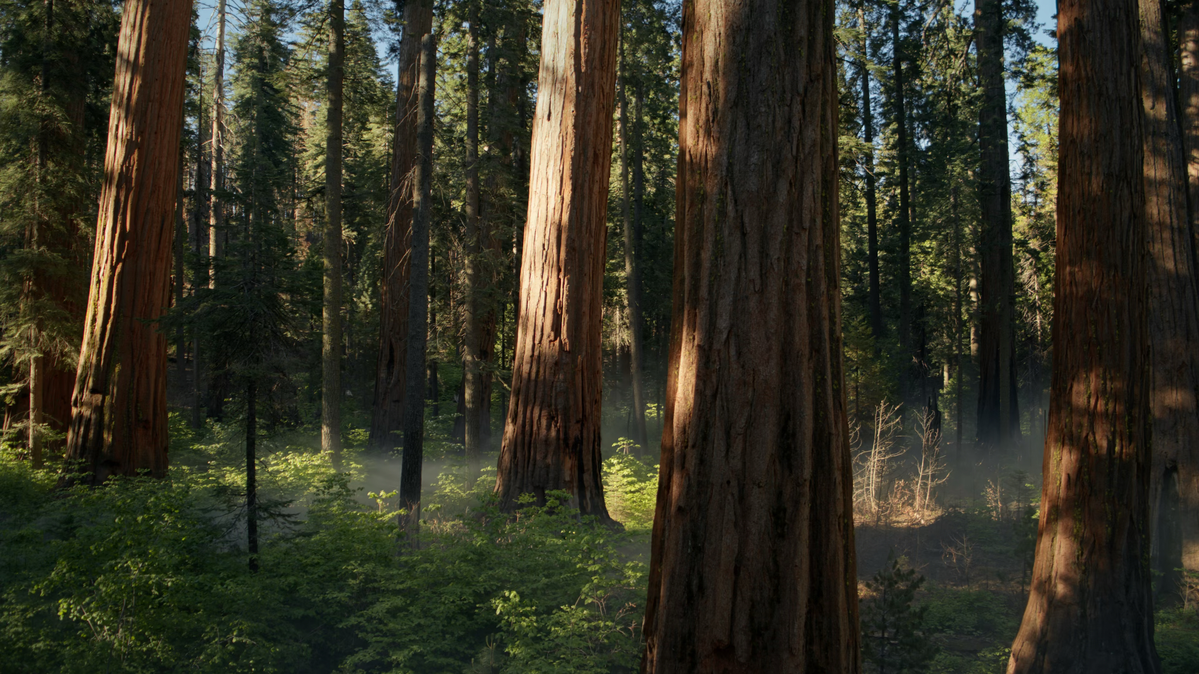 15-Sequoia-Sunrise-thumb.jpeg