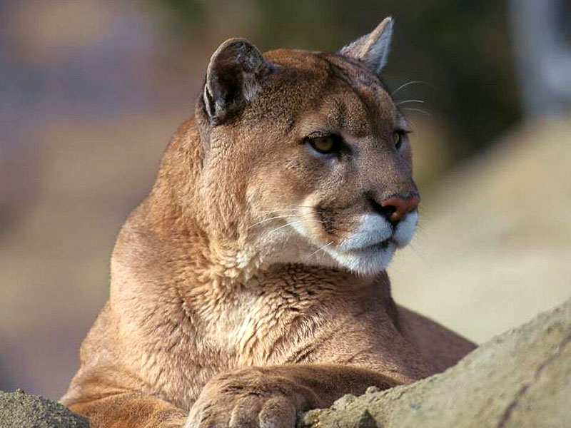 mountain-lion-001.jpg
