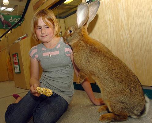 giant-rabbit_790624i.jpg