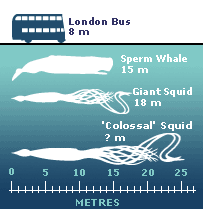 _39043313_colossal_squid_203inf.gif