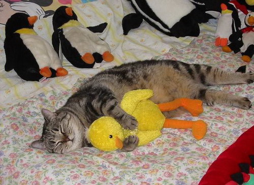 sleeping-cat_resize.jpg