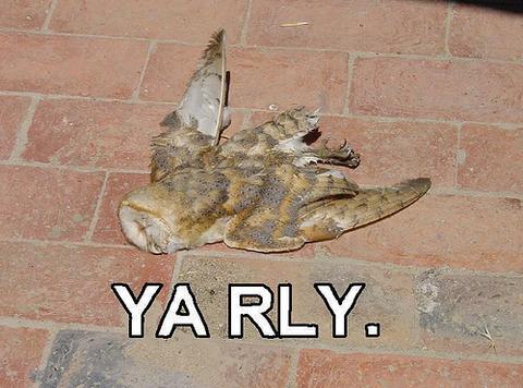 yarly-43733.jpg