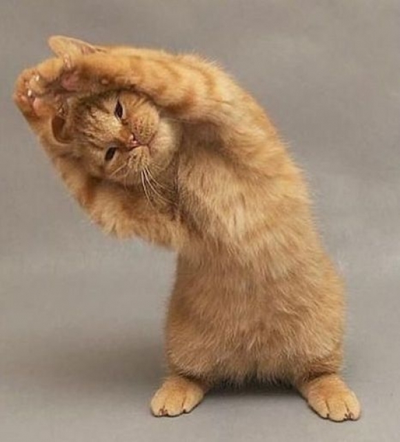 l-Kitty-yoga...-STRREEETTTCCCHHH.jpg