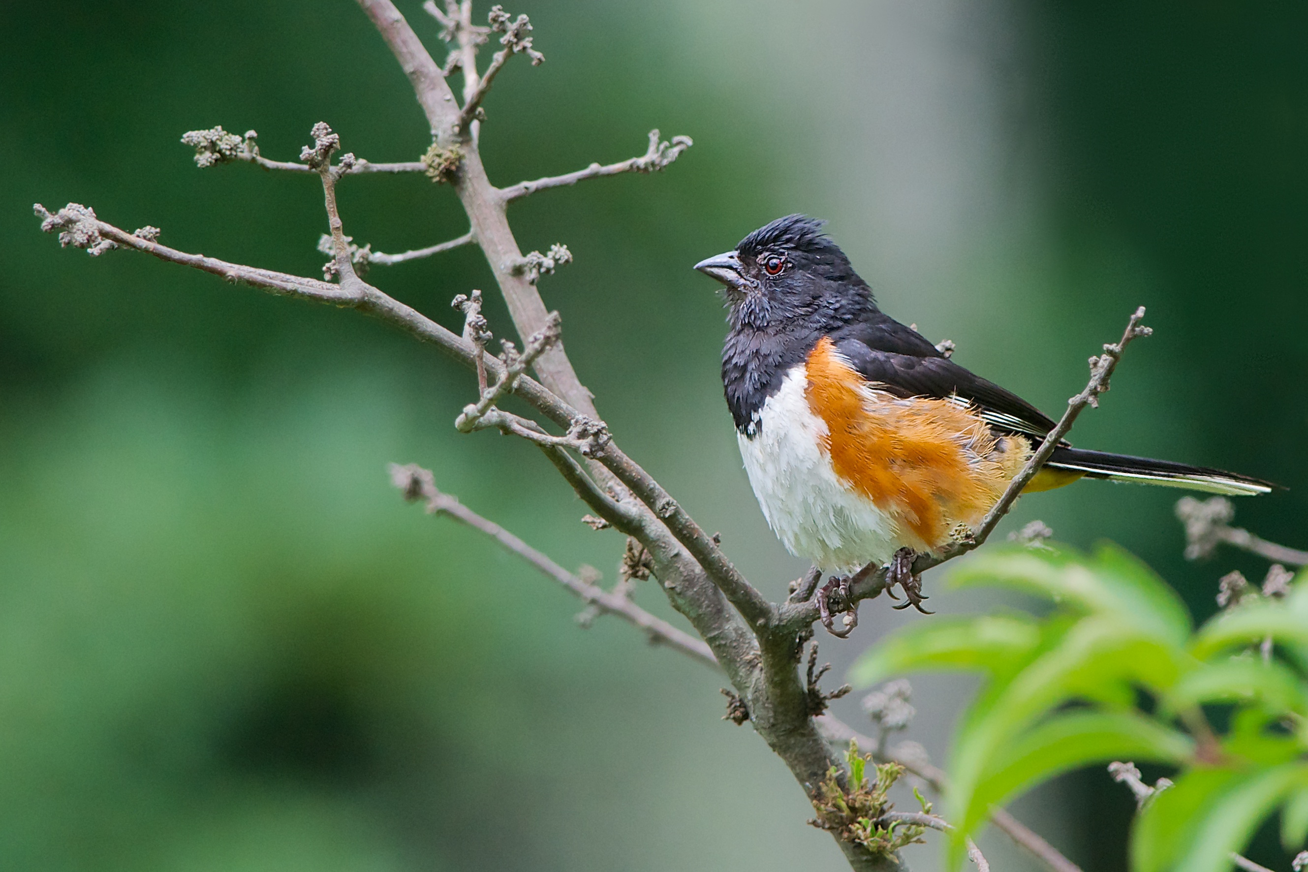 easterntowhee.jpg
