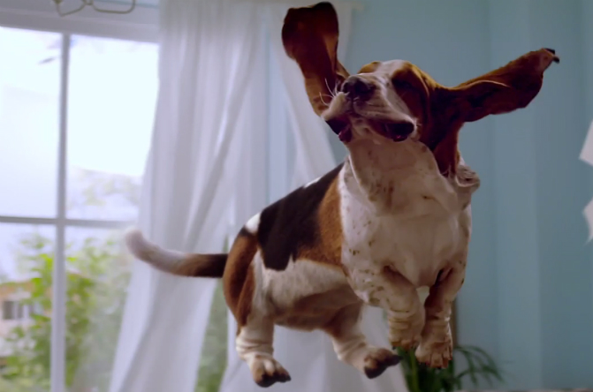 dogflying.jpg