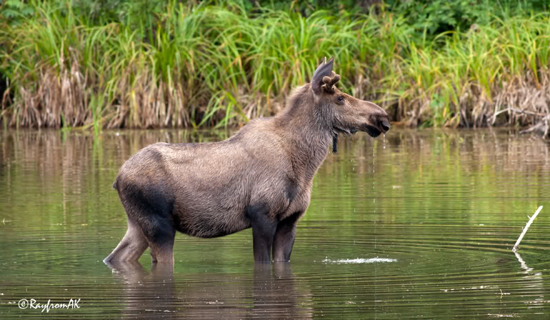 Moose_2827.jpg