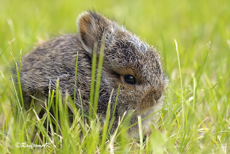 Bunny5530B.jpg