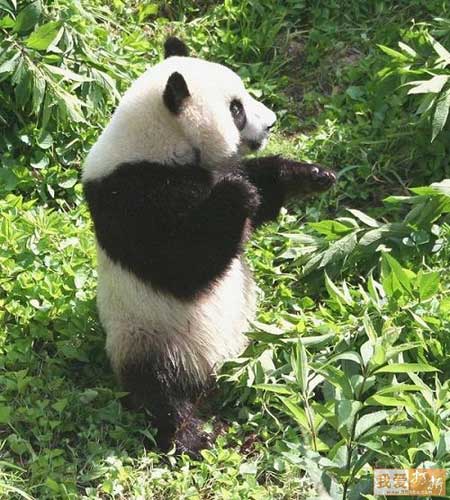 kung.fu.panda04.jpg