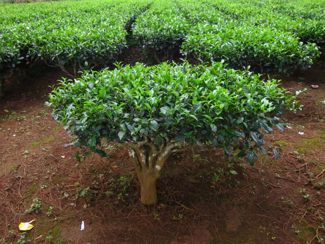 plant-Small.jpg