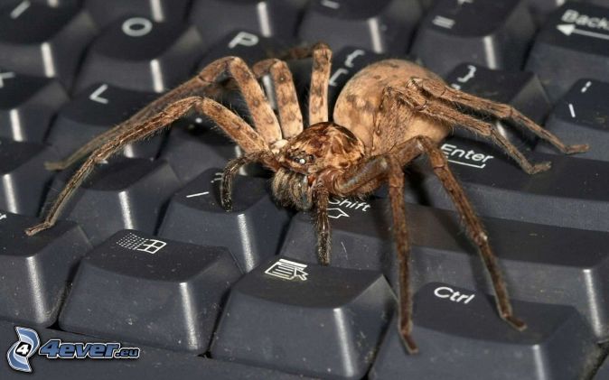 tarantula,-keyboard-173948.jpg