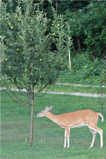 DeerApple.gif