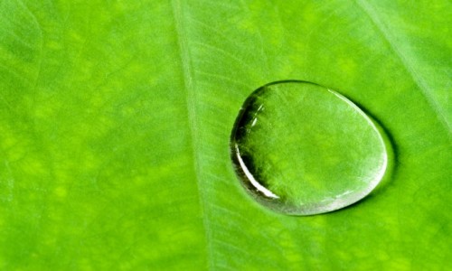 4411-cropped.jpg