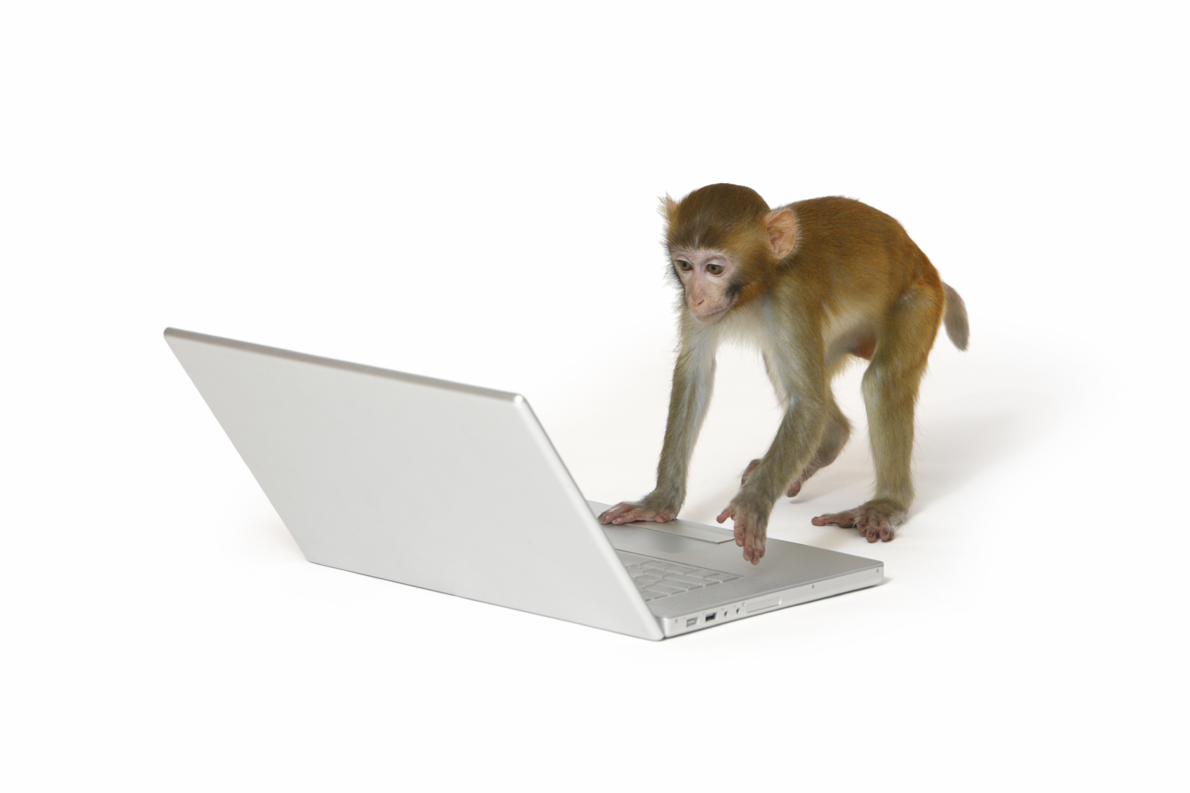 infinite-monkey5.jpg
