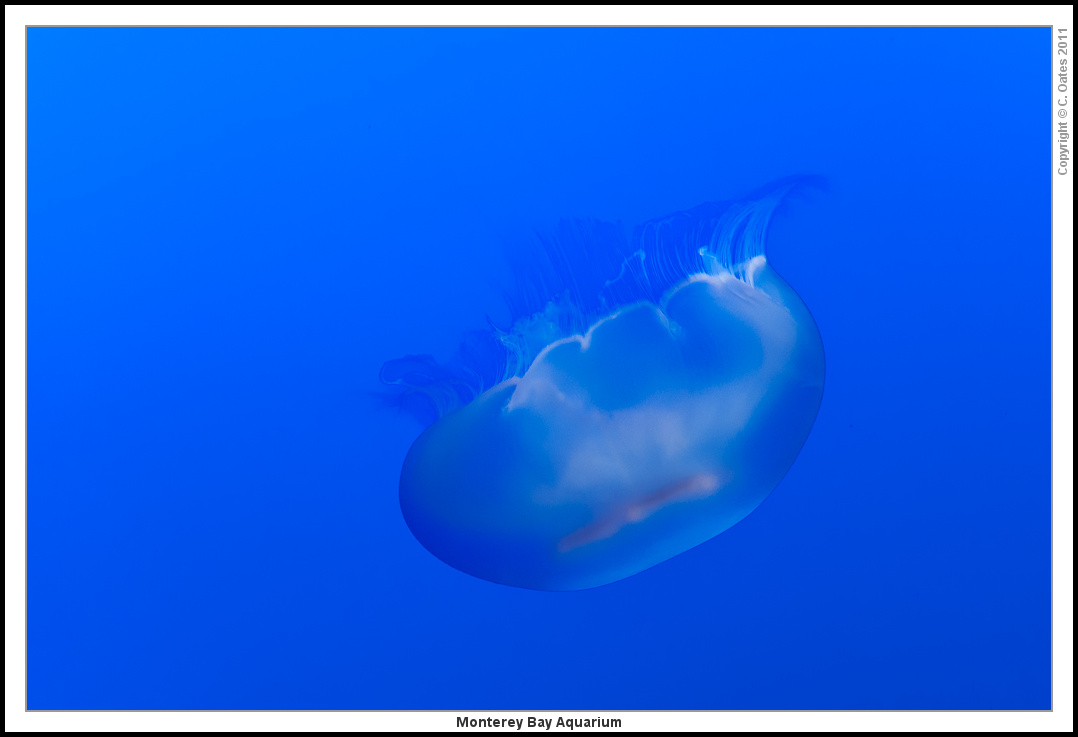 Monterey+Bay+Aquarium-8020.jpg